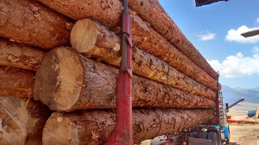 Spruce logs being transported